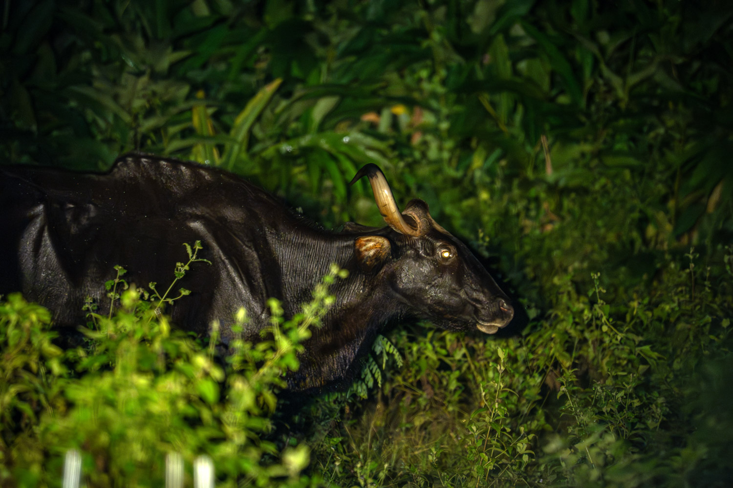 Spotting Gaurs on a Night Safari.